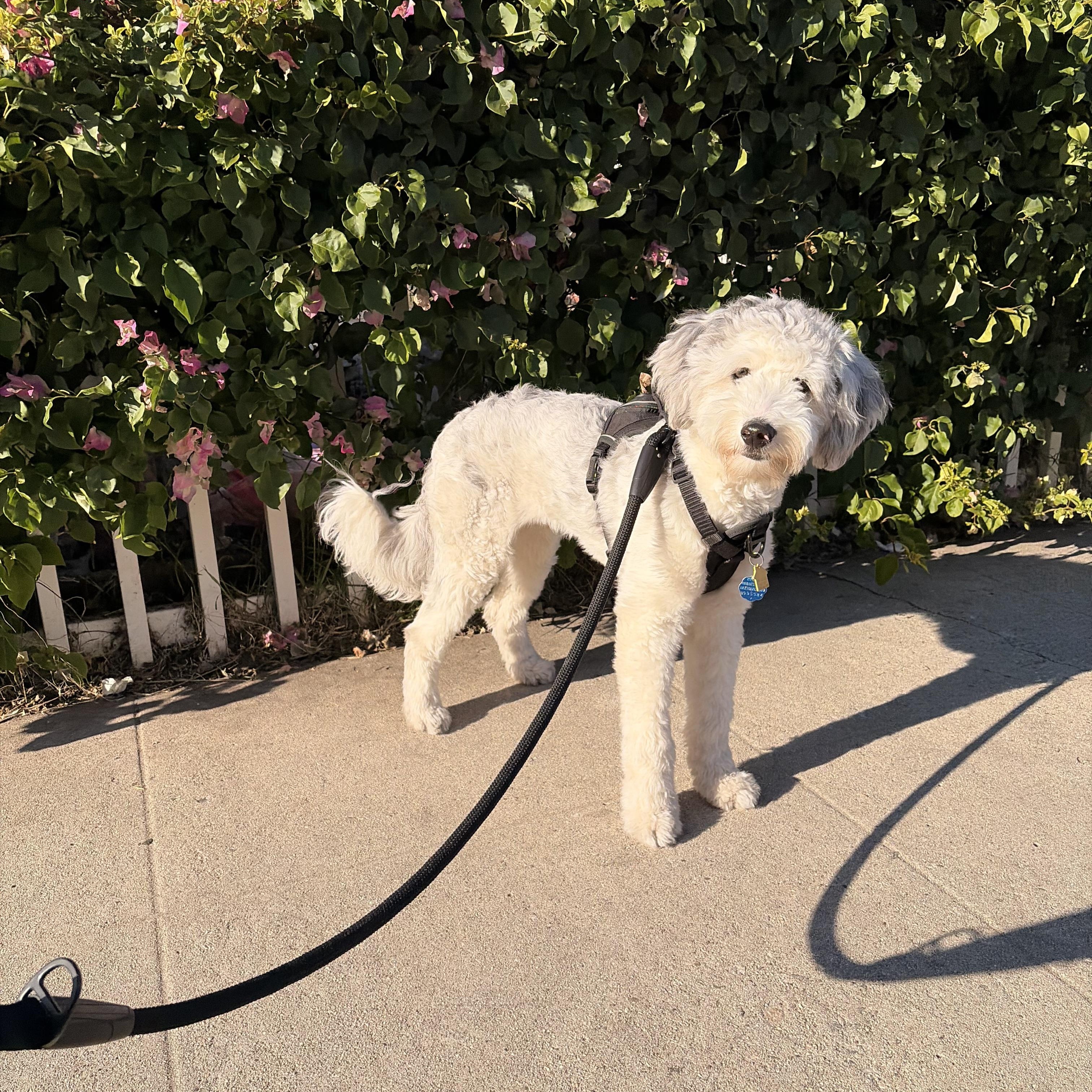Enlarge Tofu, an adopted Aussiedoodle in Torrance, CA image 4/4