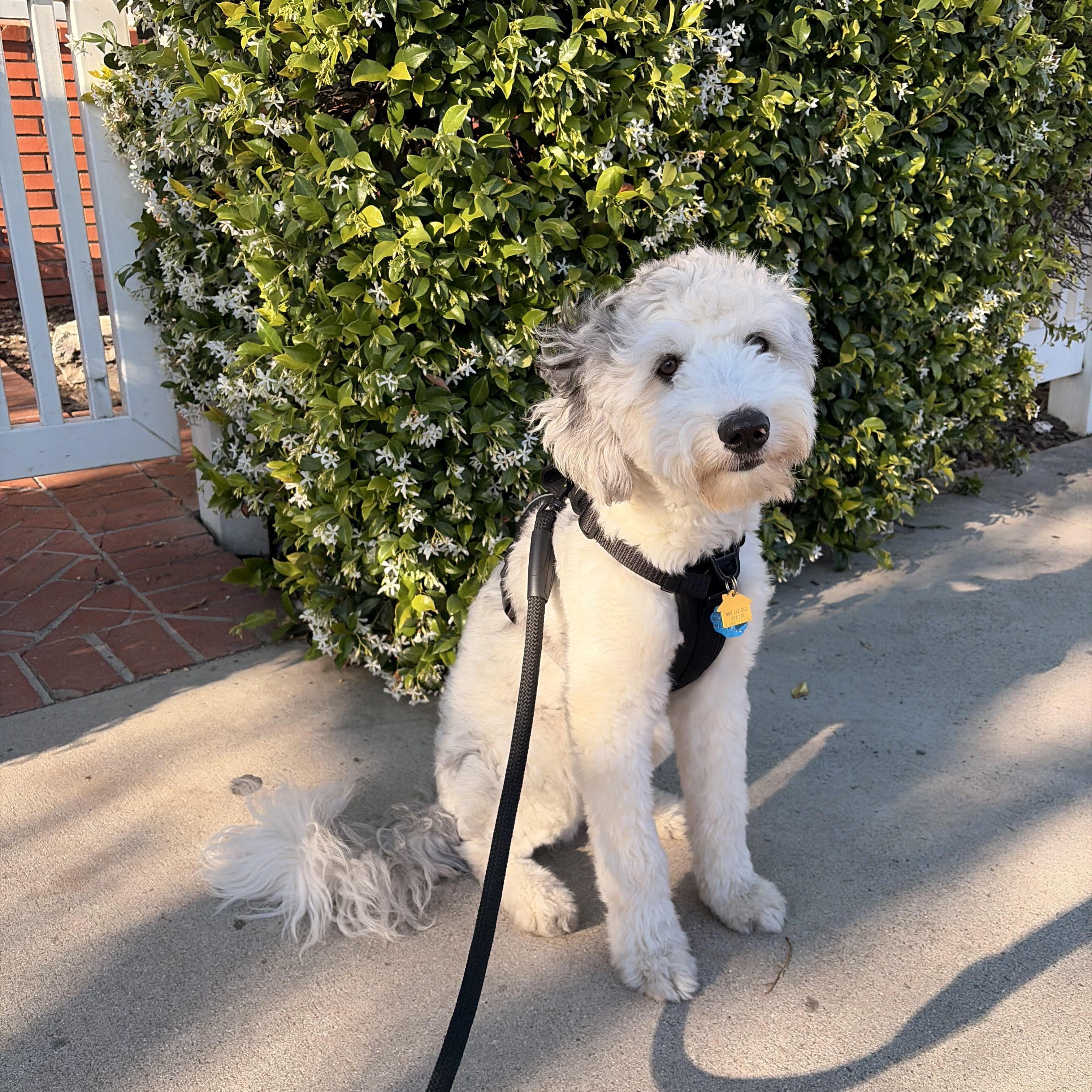 Enlarge Tofu, an adopted Aussiedoodle in Torrance, CA image 2/4