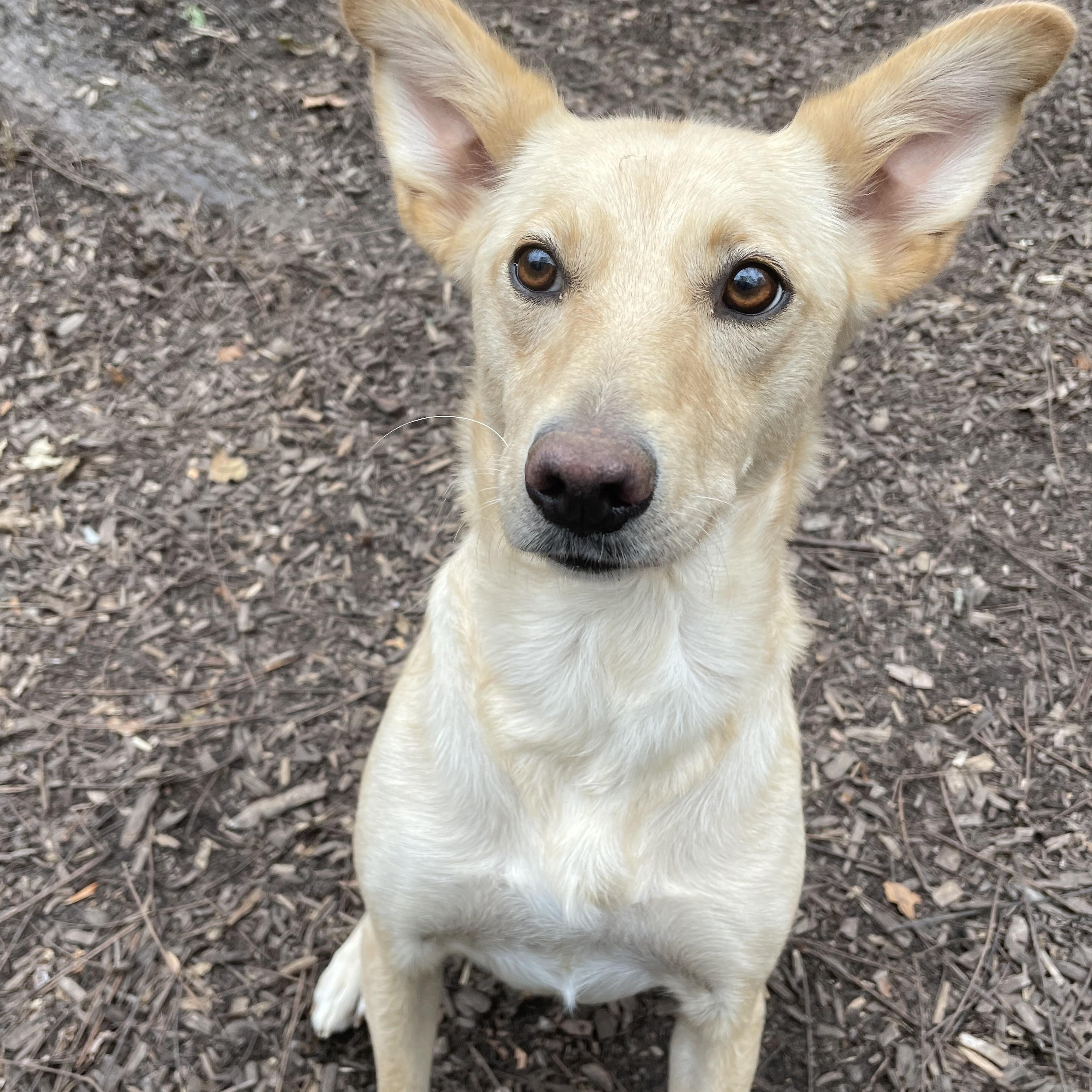Enlarge Cheyenne, a Adoptable mixed breed in Spencer, IN image 1/3