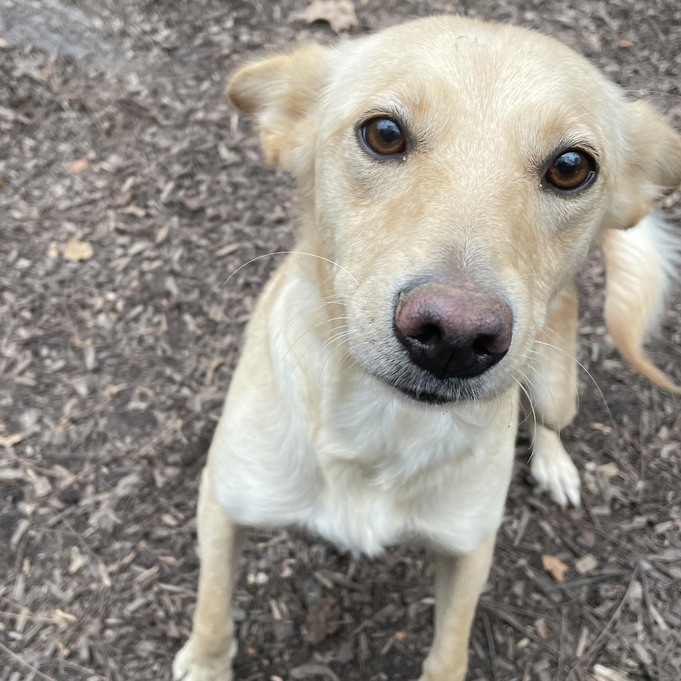 Enlarge Cheyenne, a Adoptable mixed breed in Spencer, IN image 2/3