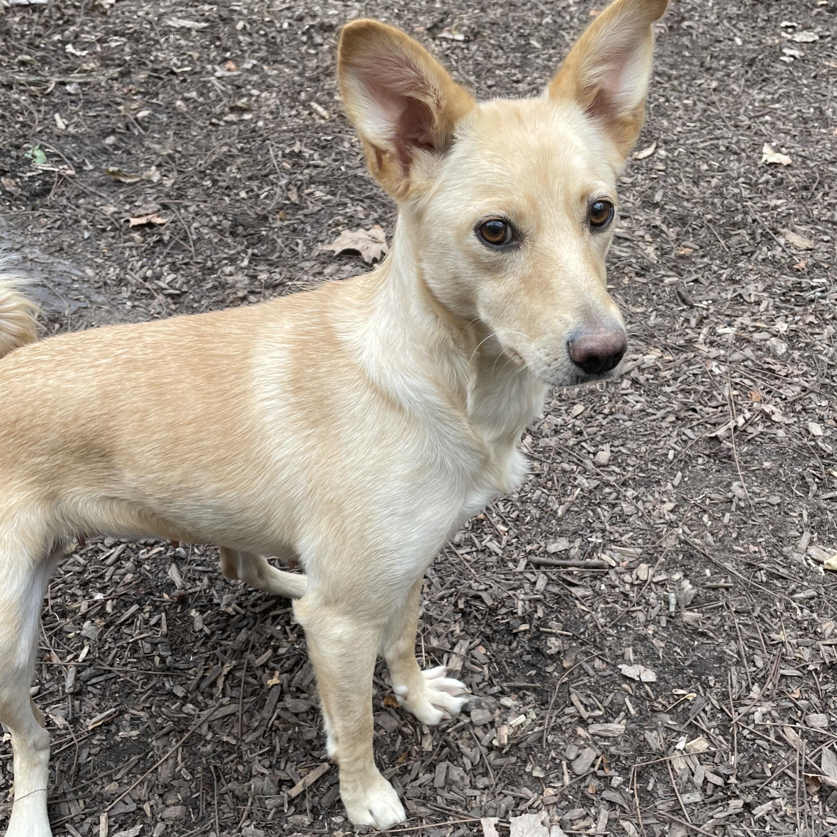 Enlarge Cheyenne, a Adoptable mixed breed in Spencer, IN image 3/3