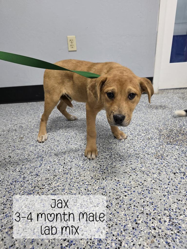 Enlarge Jax, a Adoptable mixed breed in Holbrook, AZ image 1/1
