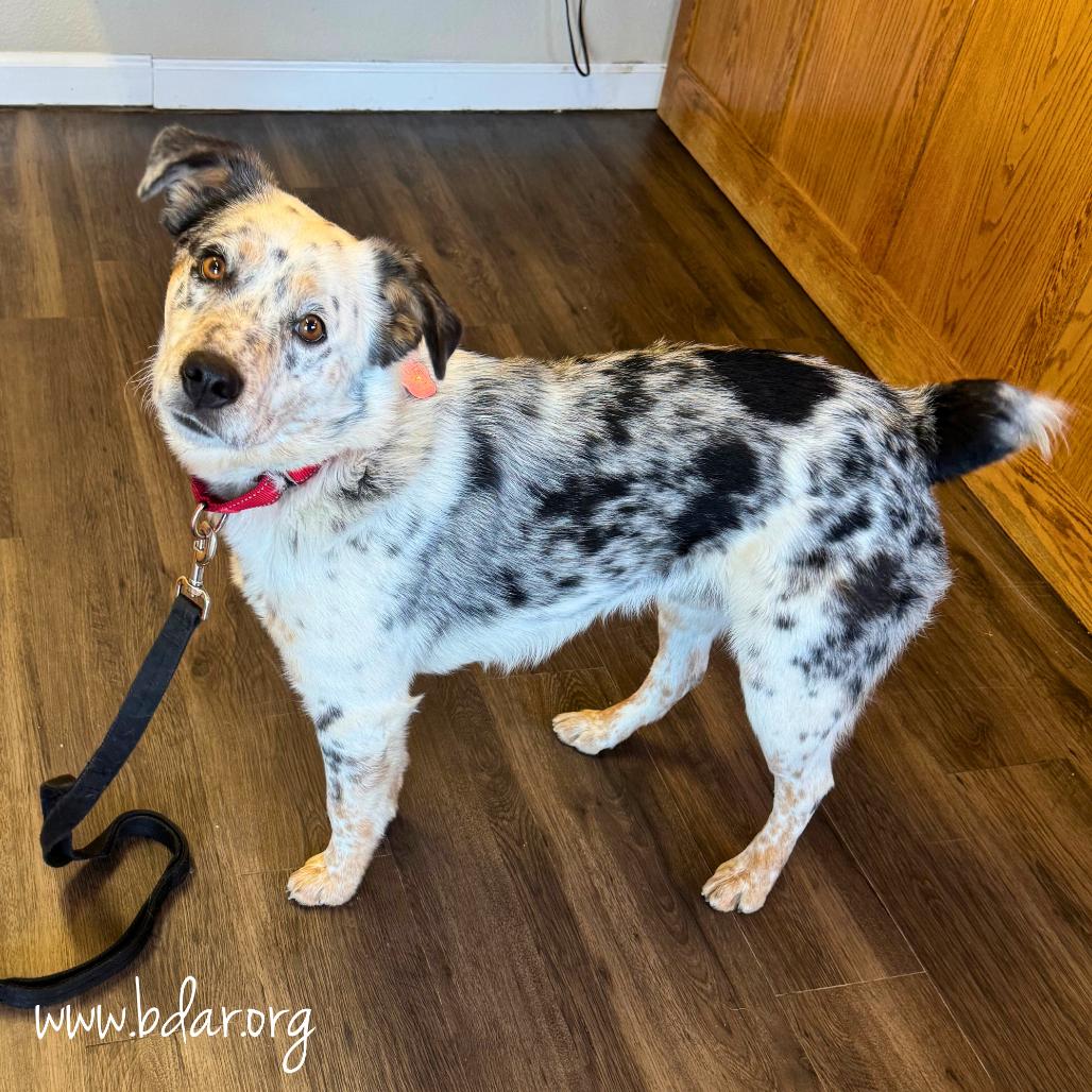 Cayse, a Adoptable mixed breed in Cheyenne, WY image 1/3