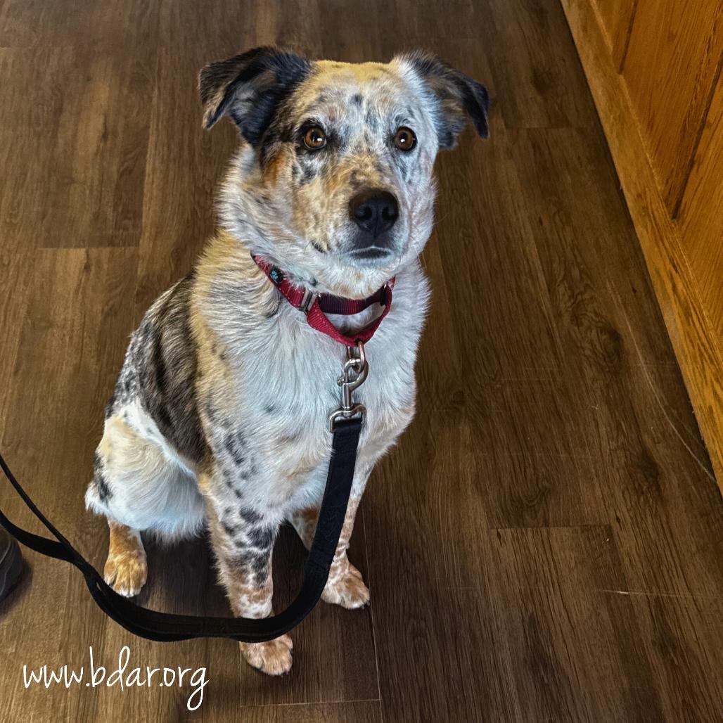 Cayse, a Adoptable mixed breed in Cheyenne, WY image 2/3