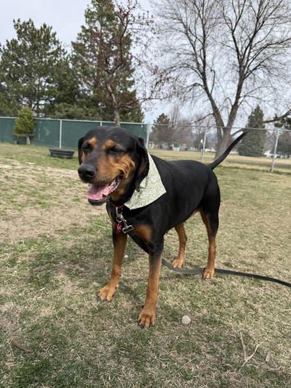Enlarge Clover, a ADOPTABLE Black and Tan Coonhound in Hamilton, MT image 3/4