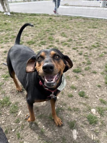 Enlarge Clover, a ADOPTABLE Black and Tan Coonhound in Hamilton, MT image 4/4