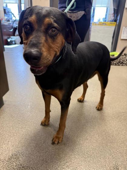 Enlarge Clover, a ADOPTABLE Black and Tan Coonhound in Hamilton, MT image 2/4