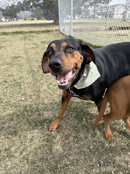 Enlarge Clover, a ADOPTABLE Black and Tan Coonhound in Hamilton, MT image 1/4