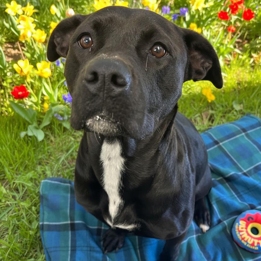 Enlarge Sally, a Adoptable Labrador Retriever in Hinesville, GA image 1/2