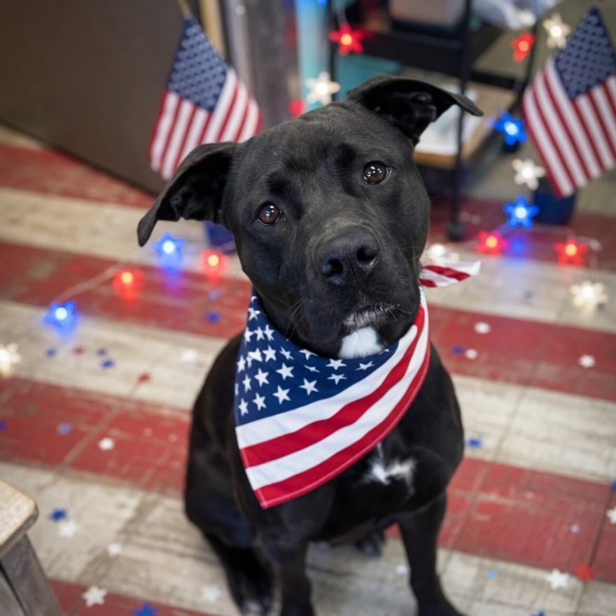 Enlarge Sally, a Adoptable Labrador Retriever in Hinesville, GA image 2/2