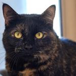 Enlarge Sylphie, a ADOPTABLE Domestic Short Hair in Rochester Hills, MI image 1/1