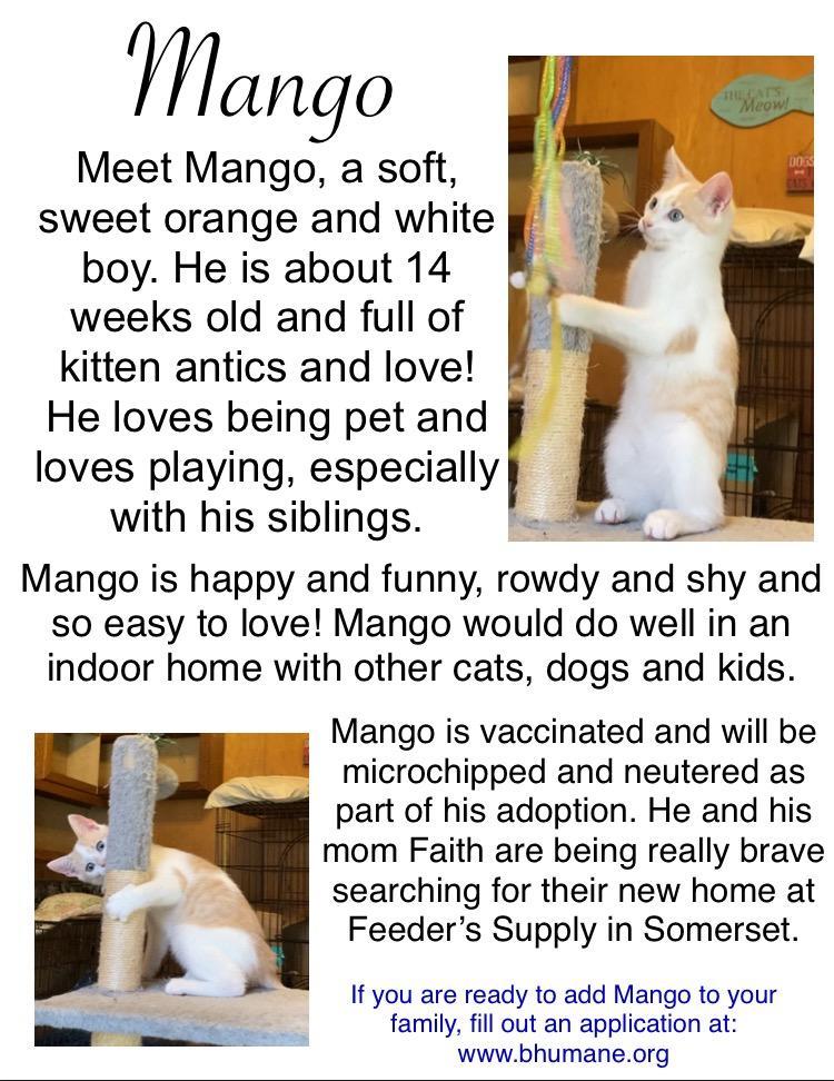 Mango