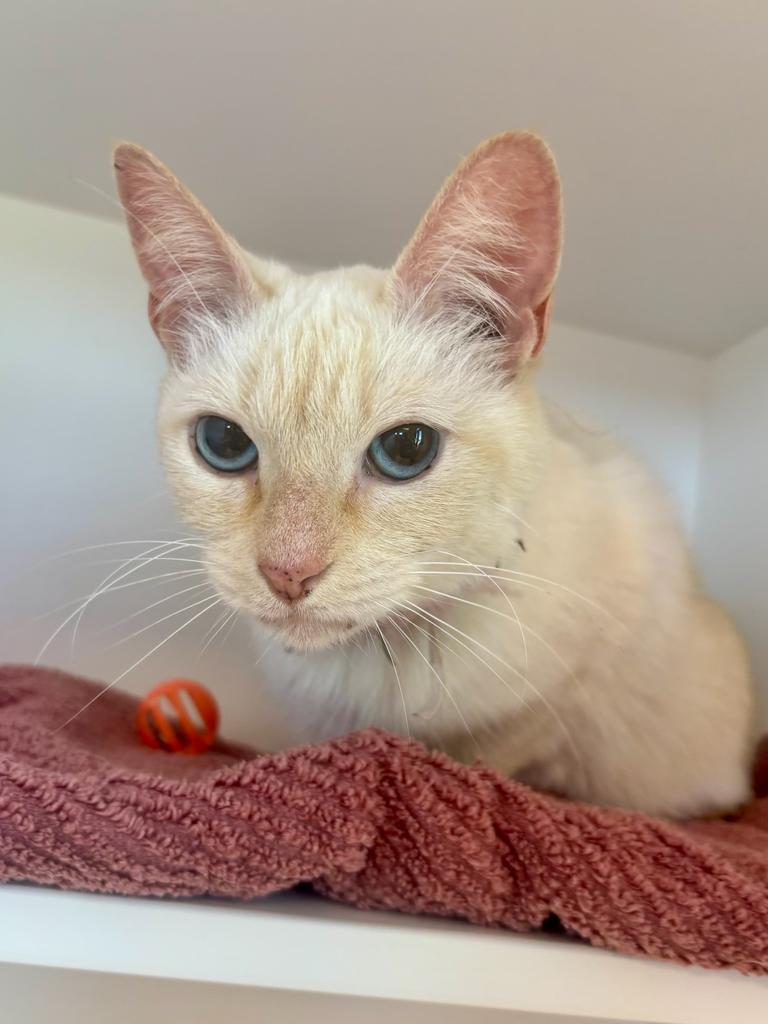 Cakes, Adopted, Adult Female Domestic Short Hair.