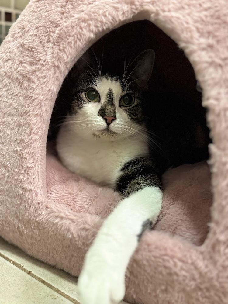 Enlarge Cannoli, a Adoptable Domestic Short Hair in Lake Grove, NY image 1/2