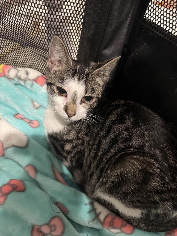 Enlarge Cannoli, a Adoptable Domestic Short Hair in Lake Grove, NY image 2/2