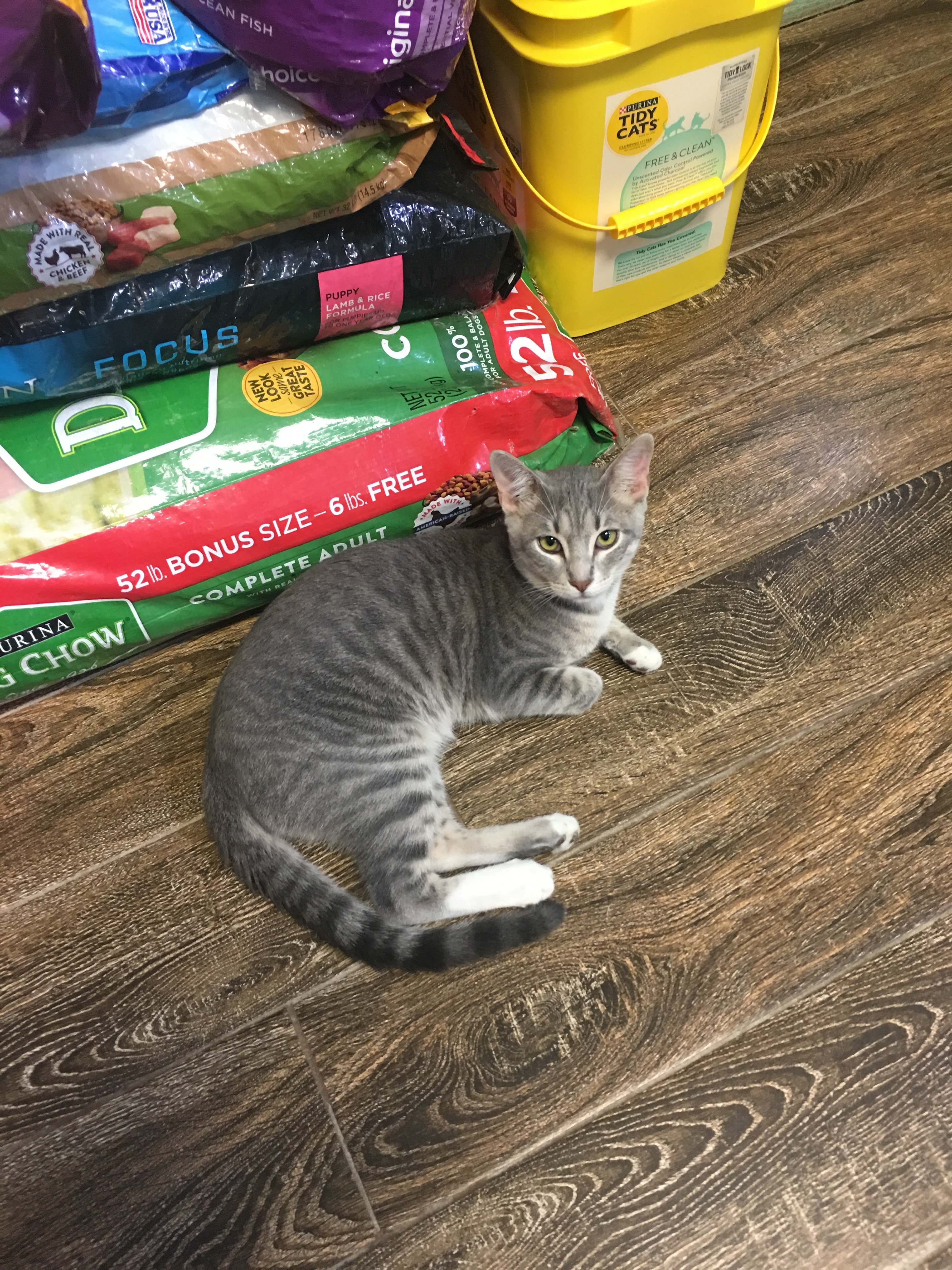 horton, Adoptable, Young Male Domestic Short Hair.