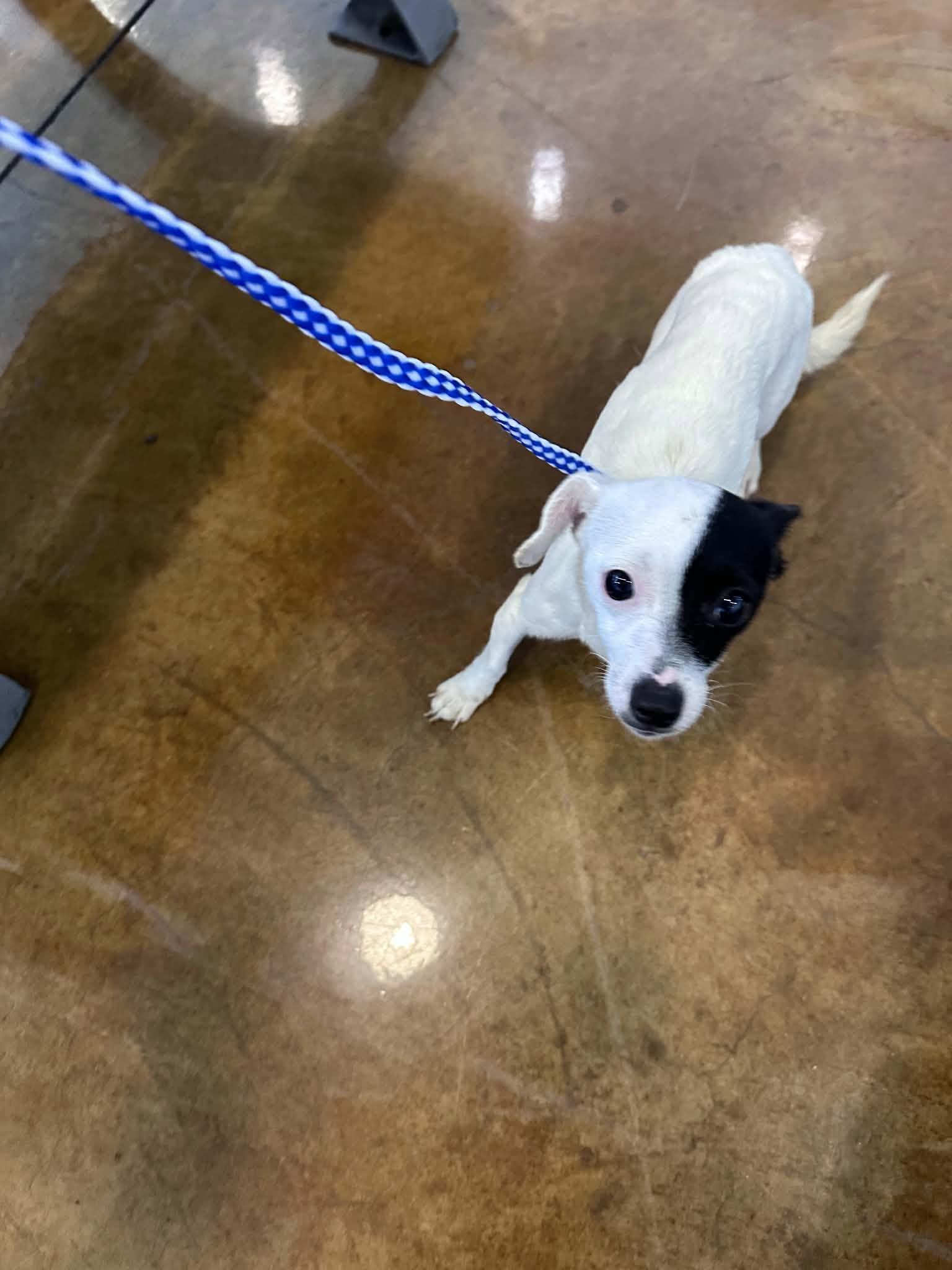Indy, Adoptable, Young Female Chihuahua.