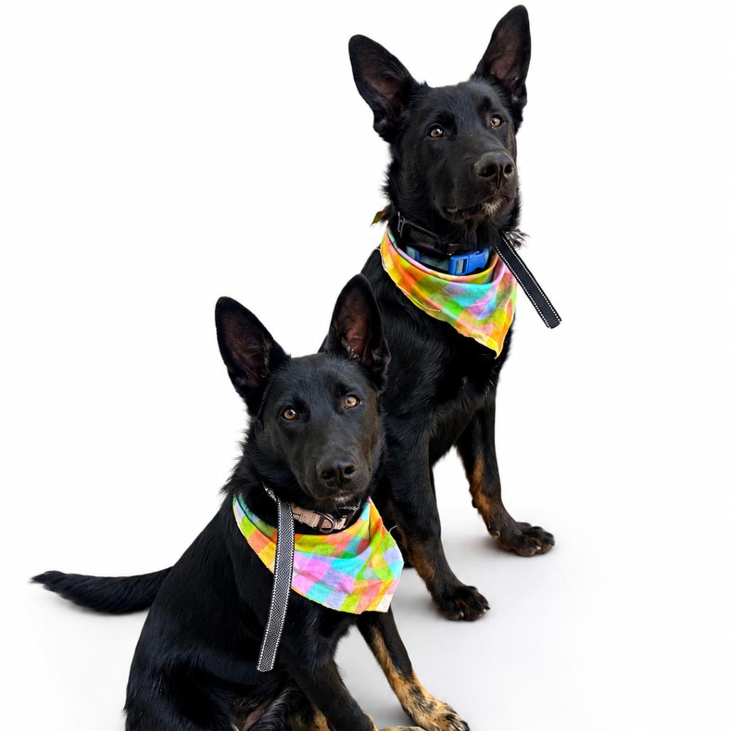 Theo/Courtesy Post, Adoptable, Young Male Dutch Shepherd & German Shepherd Dog.