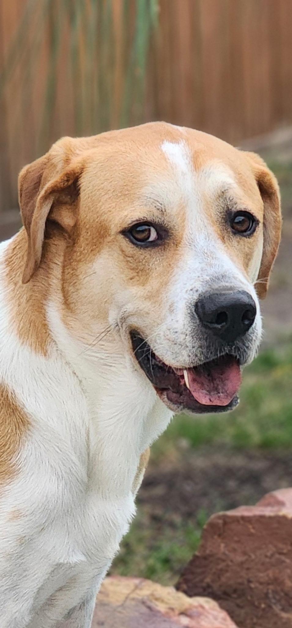 Chase, an adoptable Labrador Retriever in Fargo, ND, 58103 | Photo Image 6