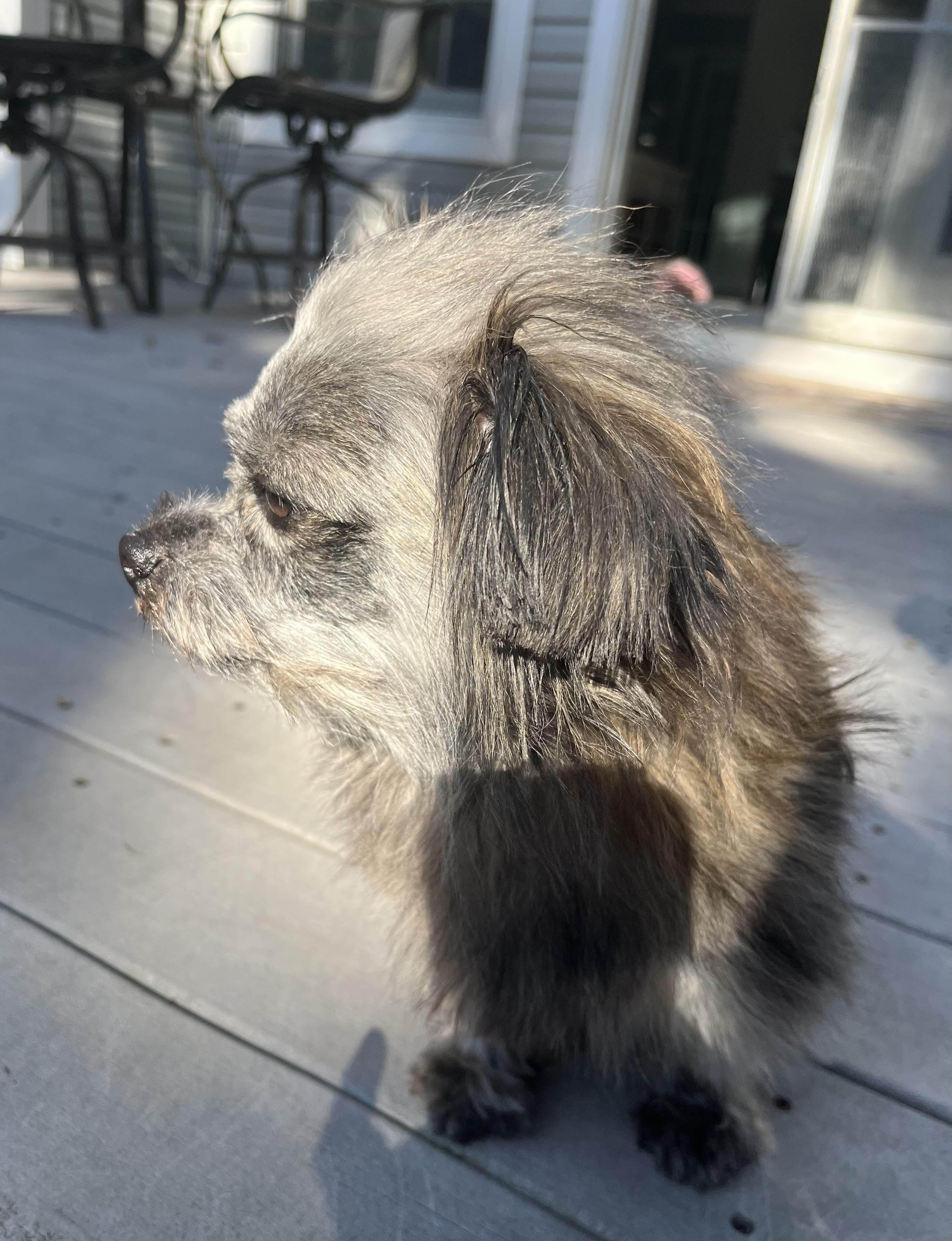 Ike * ADOPTED!, a Adopted mixed breed in Barnegat, NJ image 1/4