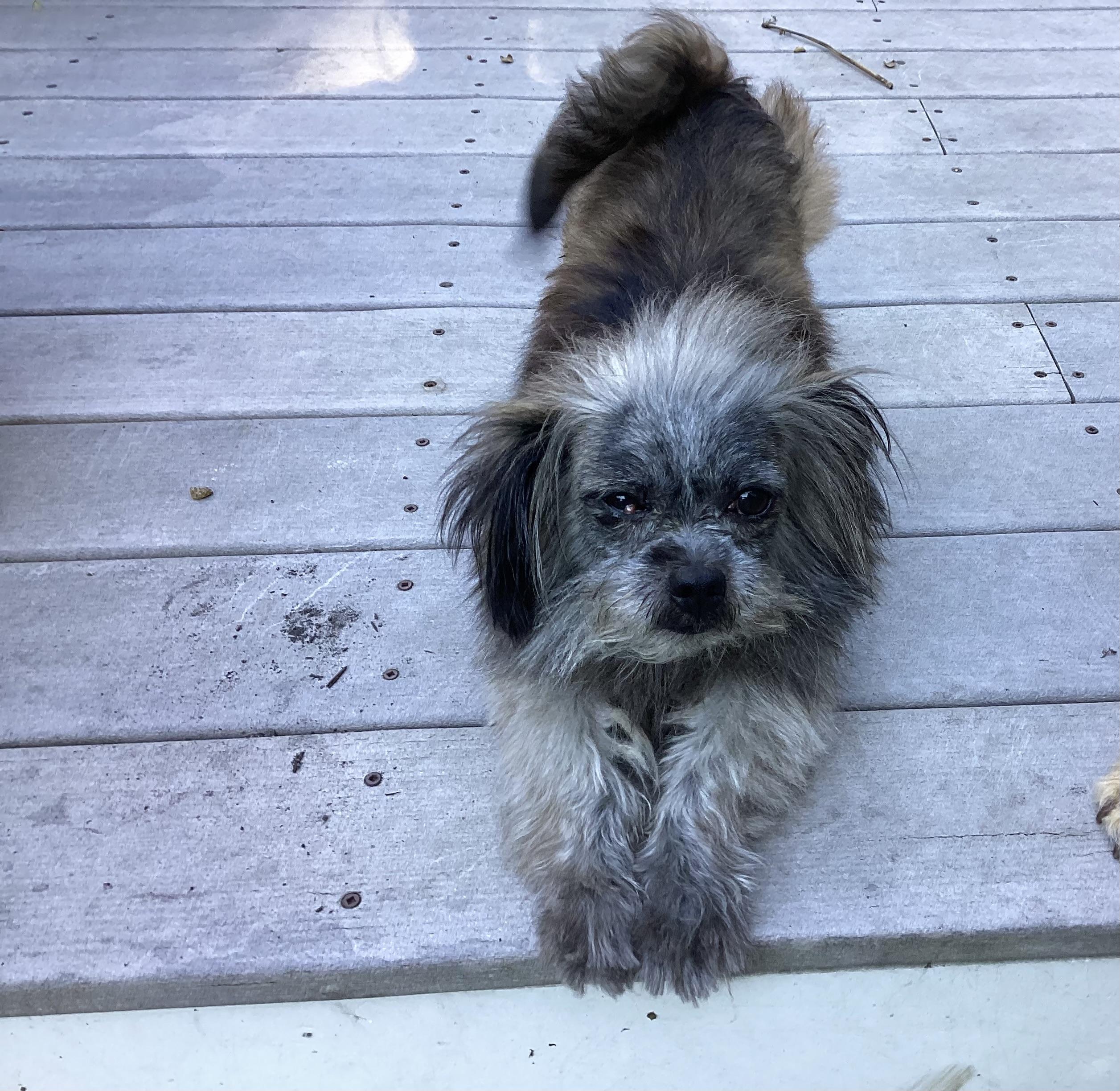 Ike * ADOPTED!, a Adopted mixed breed in Barnegat, NJ image 4/4