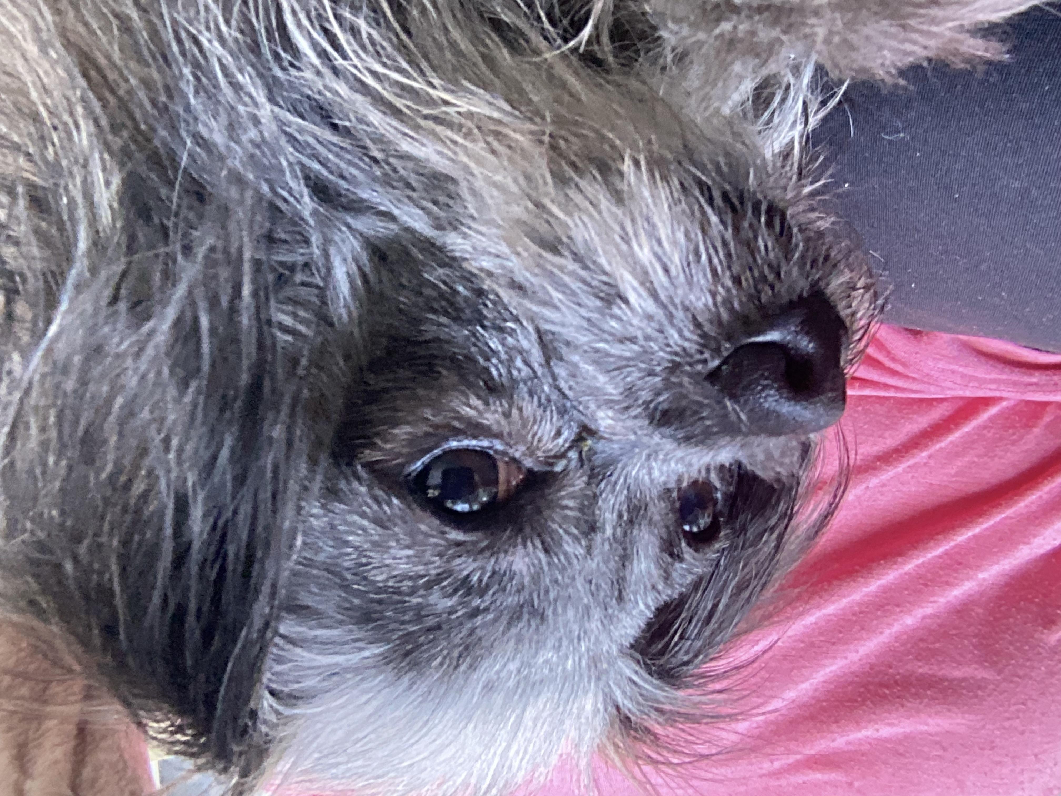 Ike * ADOPTED!, a Adopted mixed breed in Barnegat, NJ image 3/4