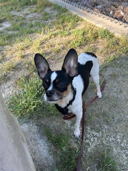 Enlarge Bastian, a Adoptable mixed breed in El Cajon, CA image 1/4