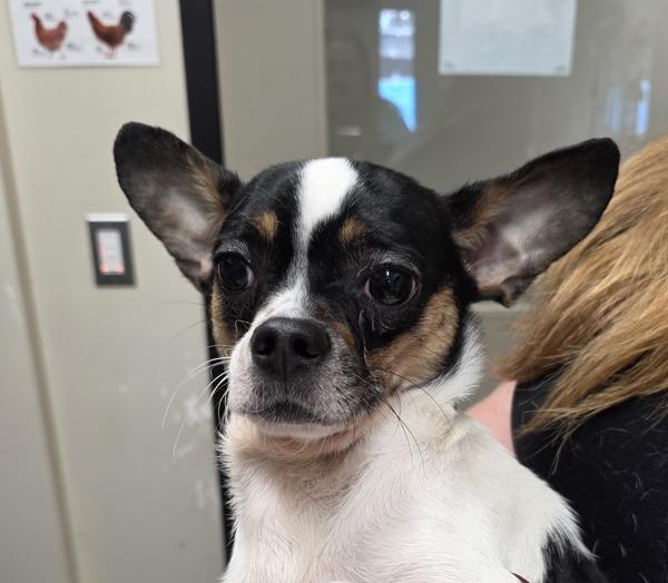 Enlarge Bastian, a Adoptable mixed breed in El Cajon, CA image 2/4