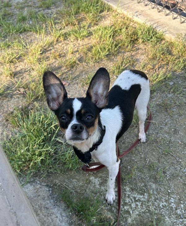 Enlarge Bastian, a Adoptable mixed breed in El Cajon, CA image 3/4