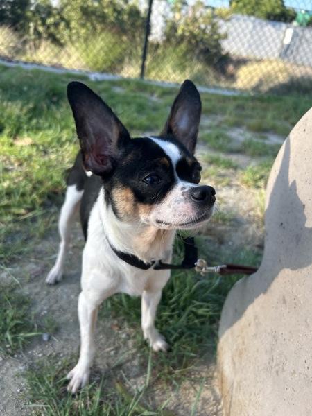 Enlarge Bastian, a Adoptable mixed breed in El Cajon, CA image 4/4
