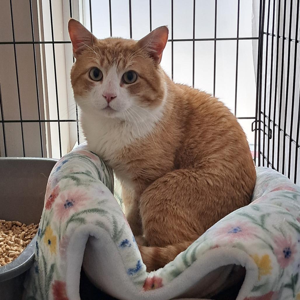 Toby, Adoptable, Adult Male Domestic Short Hair.