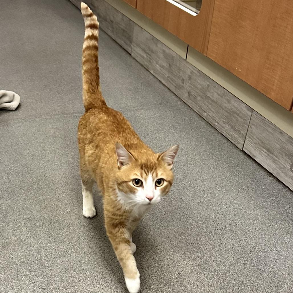 Enlarge Toby, a Adoptable Domestic Short Hair in Concord, NH image 2/3