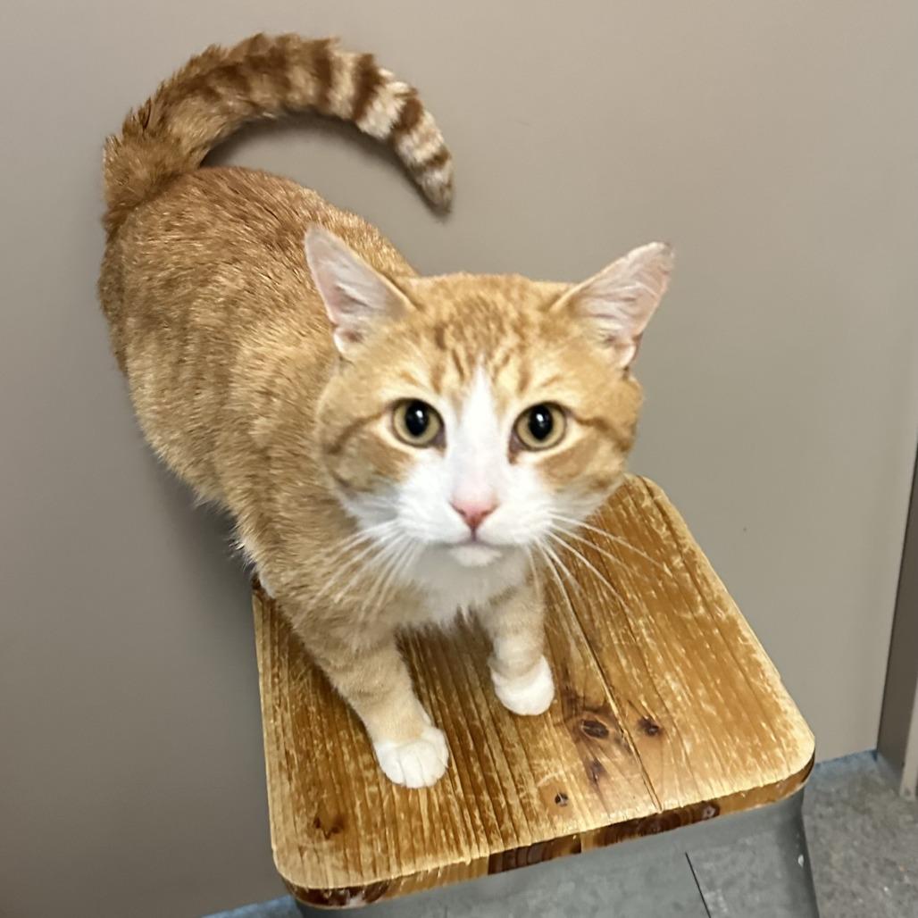 Enlarge Toby, a Adoptable Domestic Short Hair in Concord, NH image 3/3