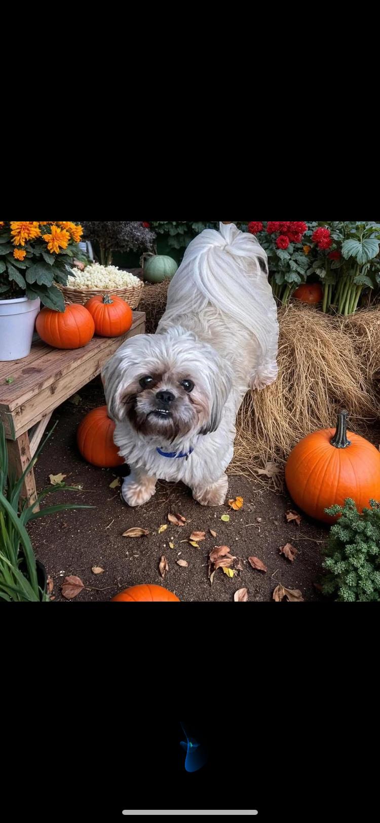 Gizzy, Adopted, Young Male Shih Tzu.