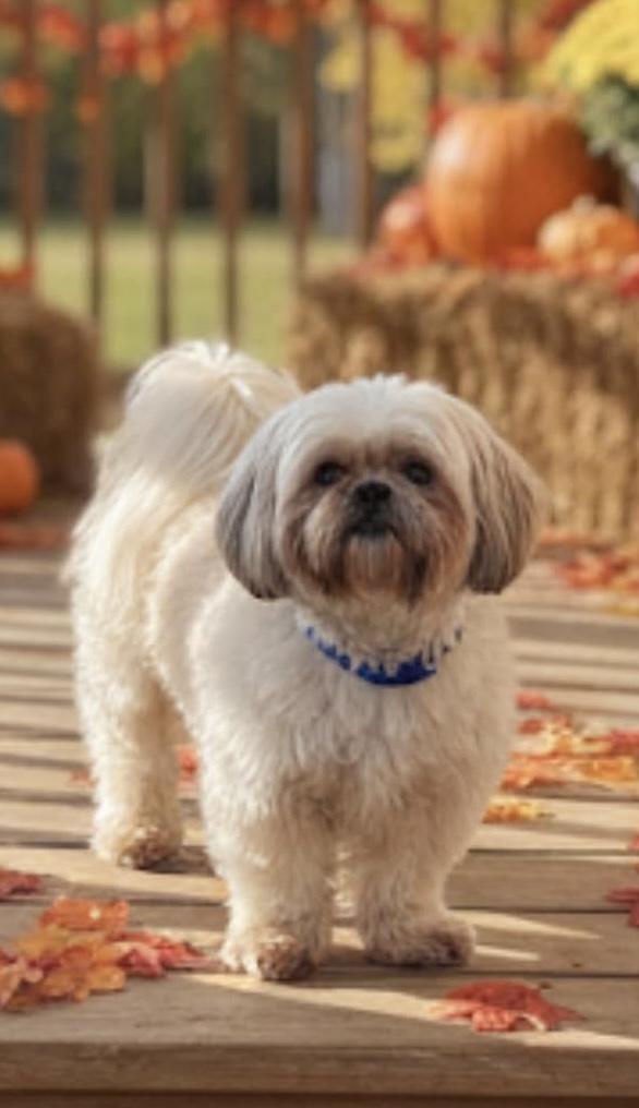 Enlarge Gizzy, a Adopted Shih Tzu in Wauseon, OH image 2/3