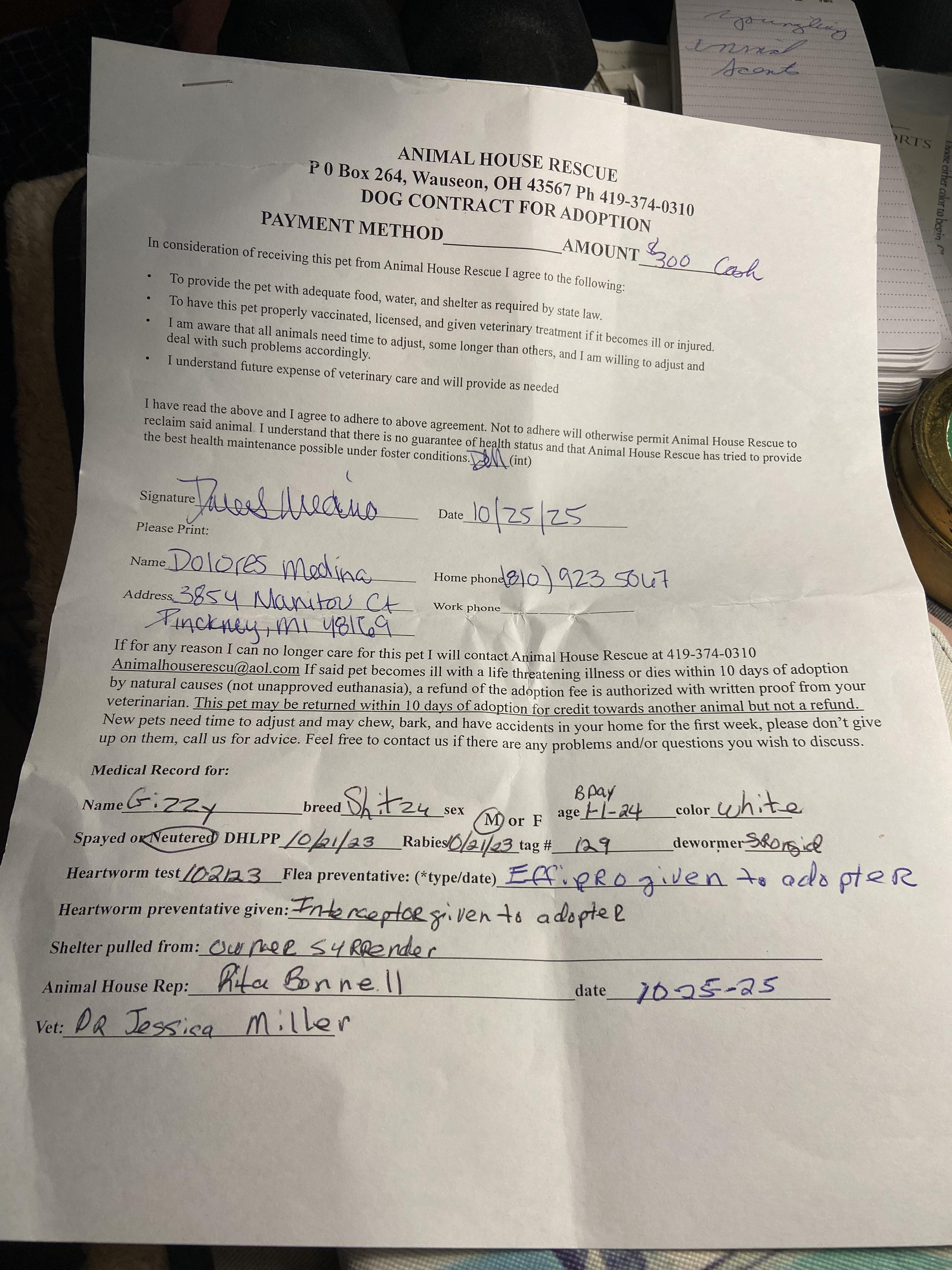 Enlarge Gizzy, a Adopted Shih Tzu in Wauseon, OH image 3/3