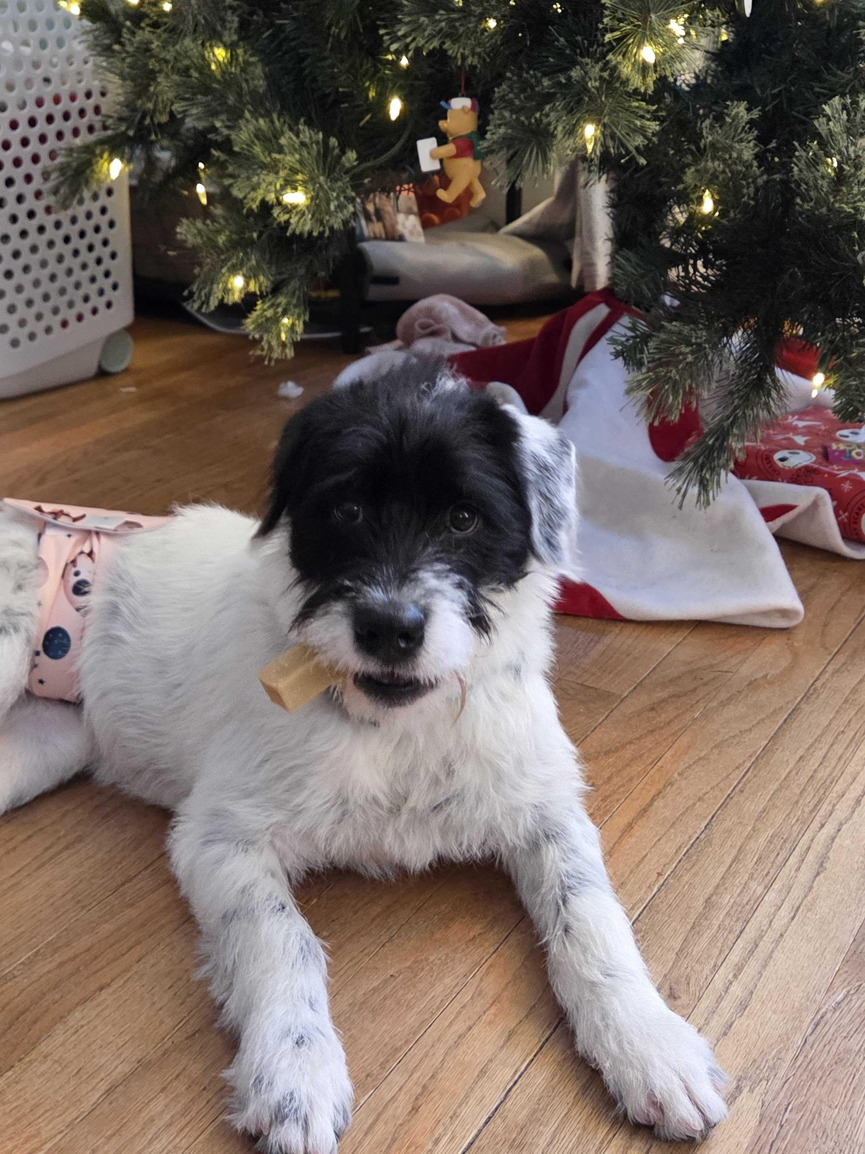 Enlarge Buzz, a ADOPTABLE Mixed Breed in Cedar Rapids, IA image 1/5