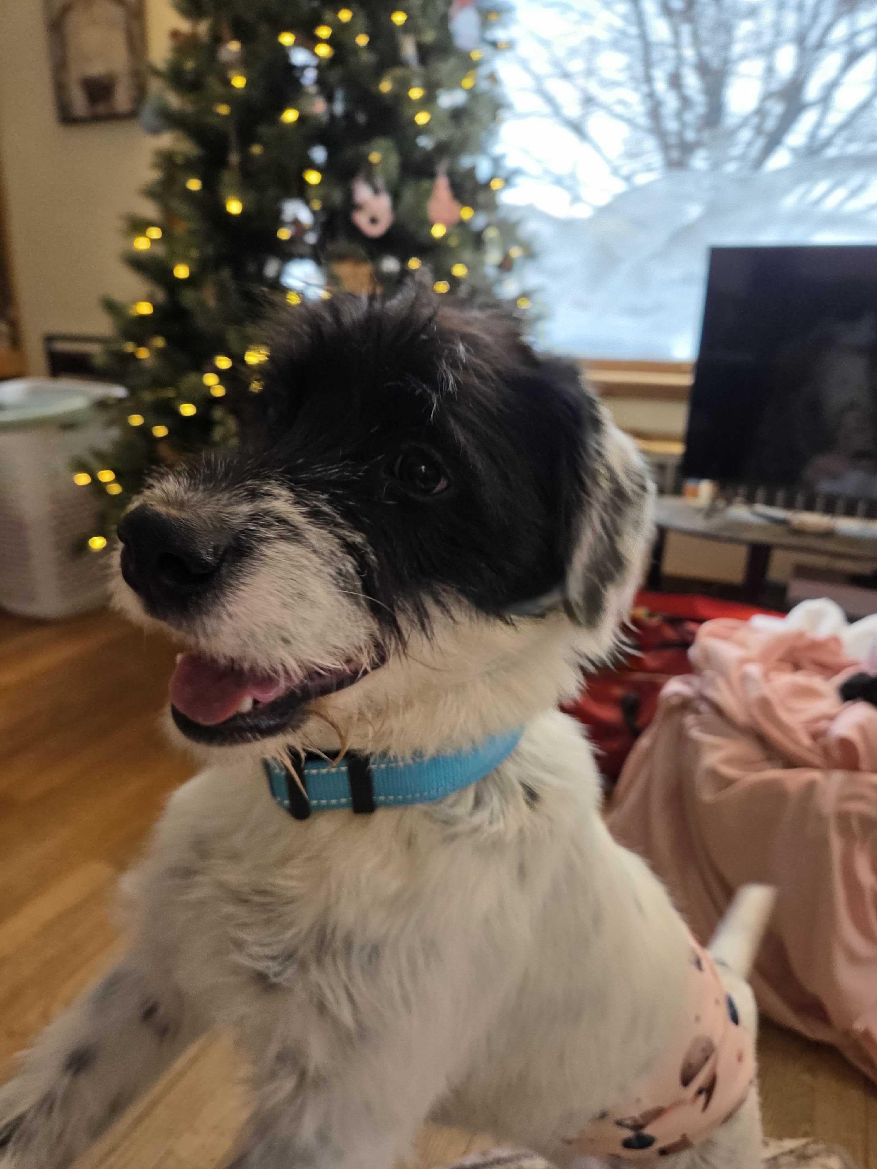 Enlarge Buzz, a ADOPTABLE Mixed Breed in Cedar Rapids, IA image 3/5