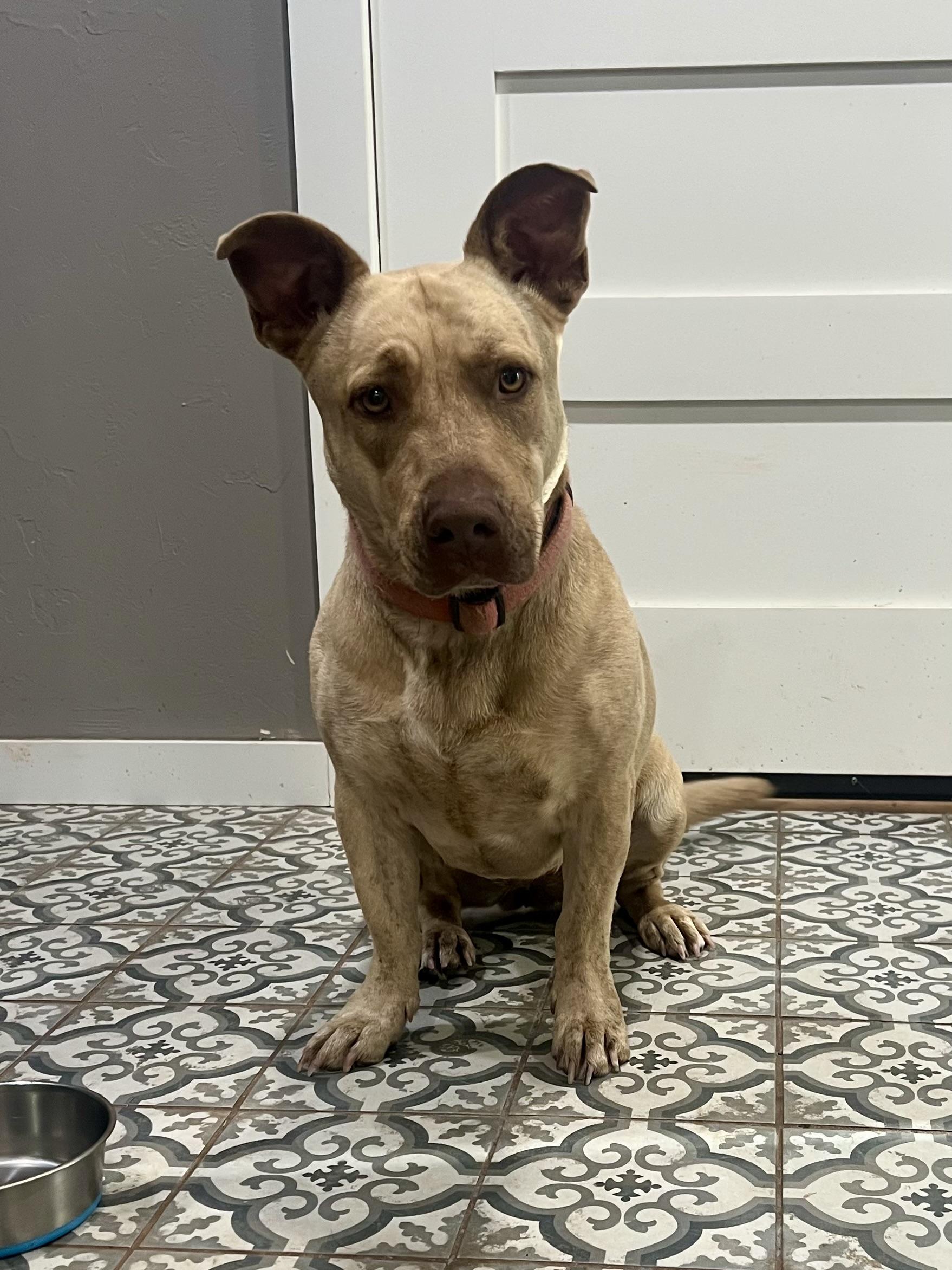 Enlarge Nala, a Adoptable mixed breed in Choctaw, OK image 3/3