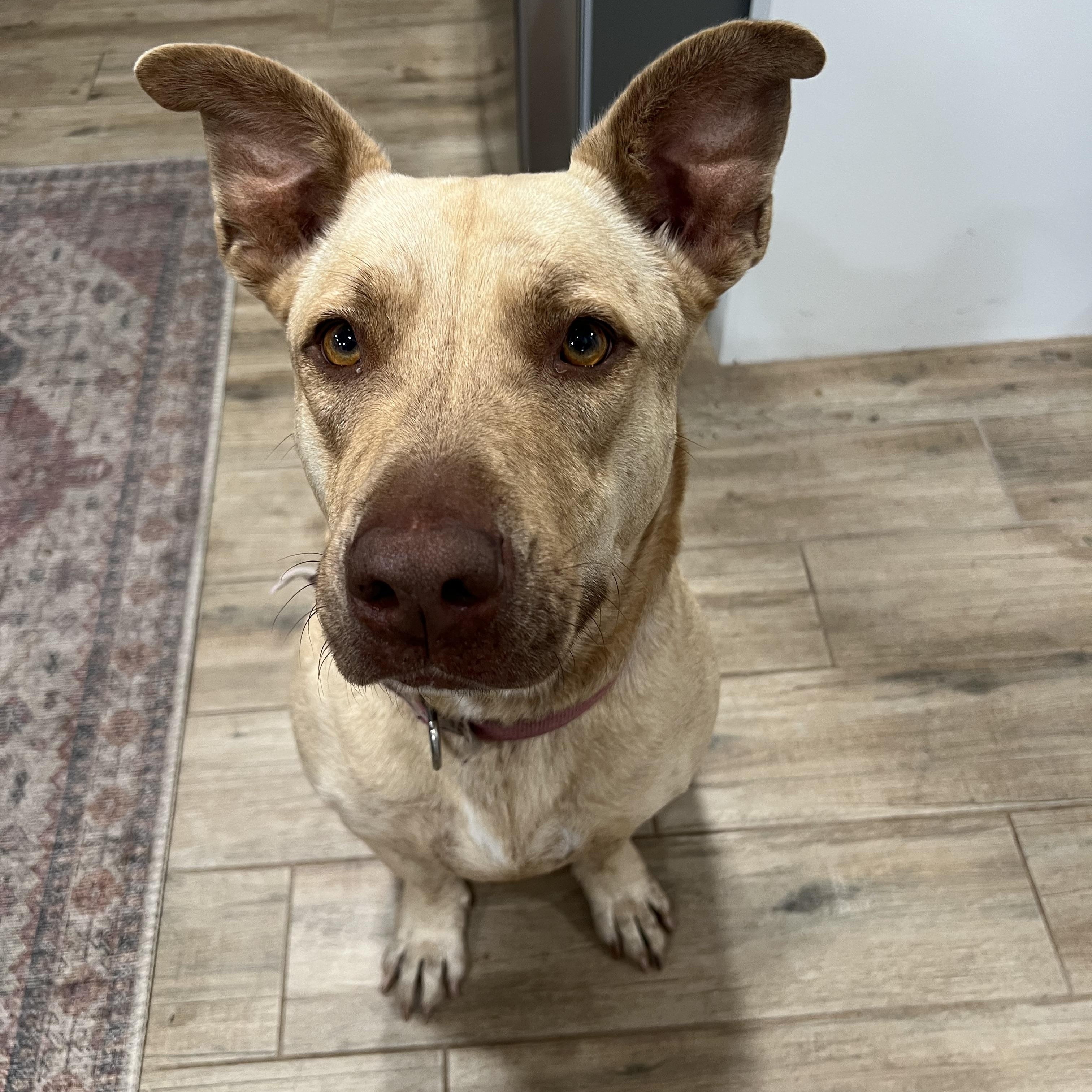 Enlarge Nala, a Adoptable mixed breed in Choctaw, OK image 1/3