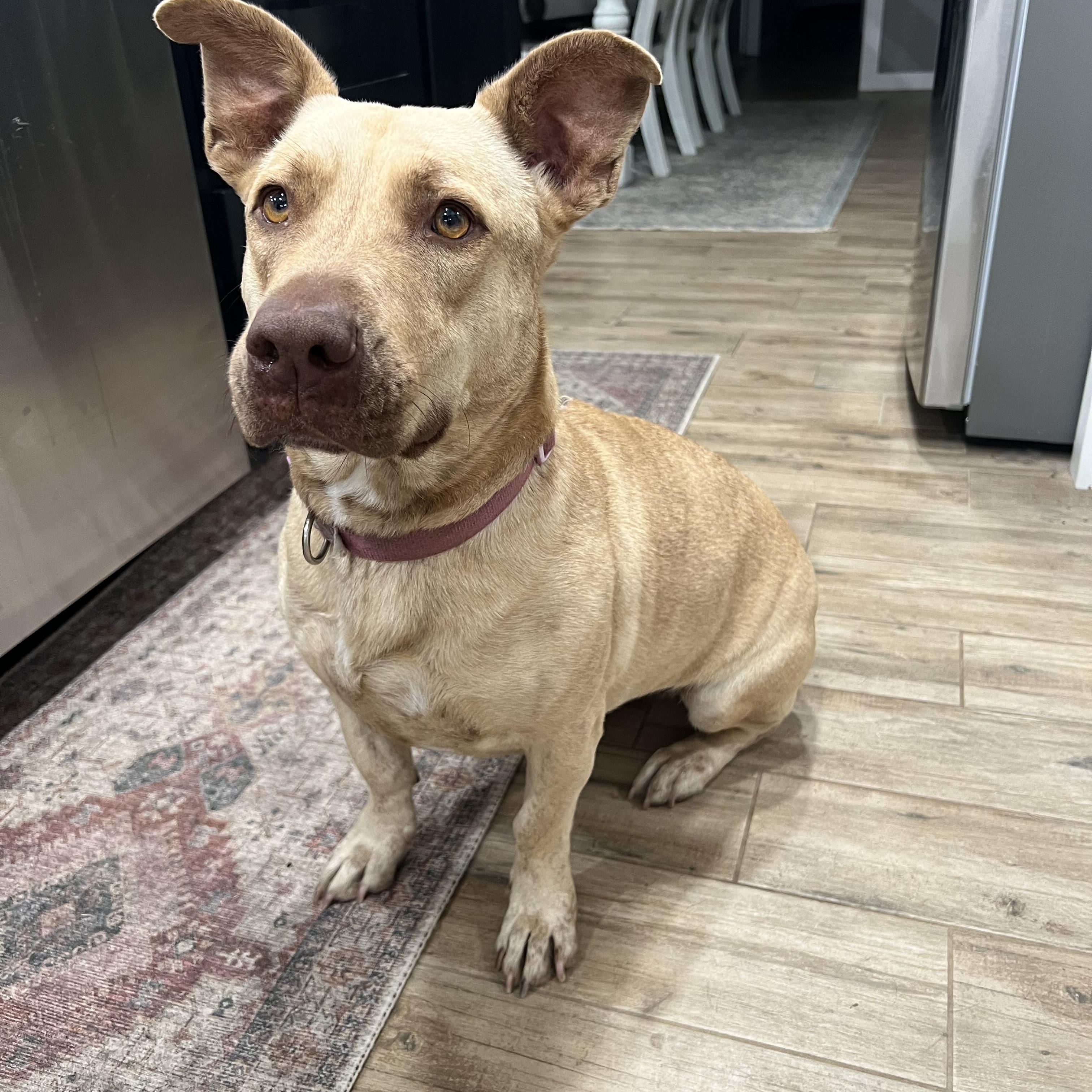 Enlarge Nala, a Adoptable mixed breed in Choctaw, OK image 2/3