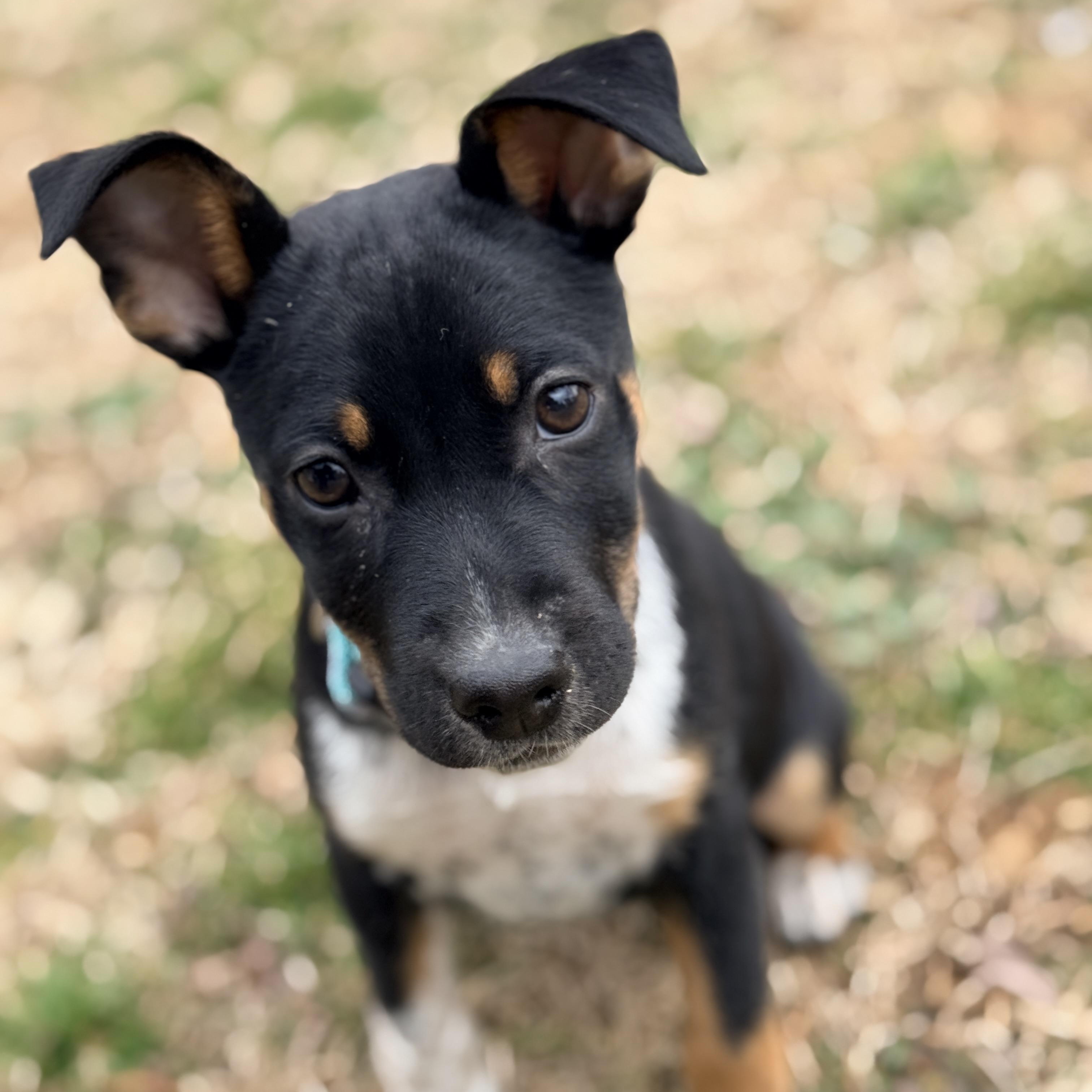 Smokey , adopted, Puppy Female Miniature Pinscher & West Highland White Terrier / Westie.
