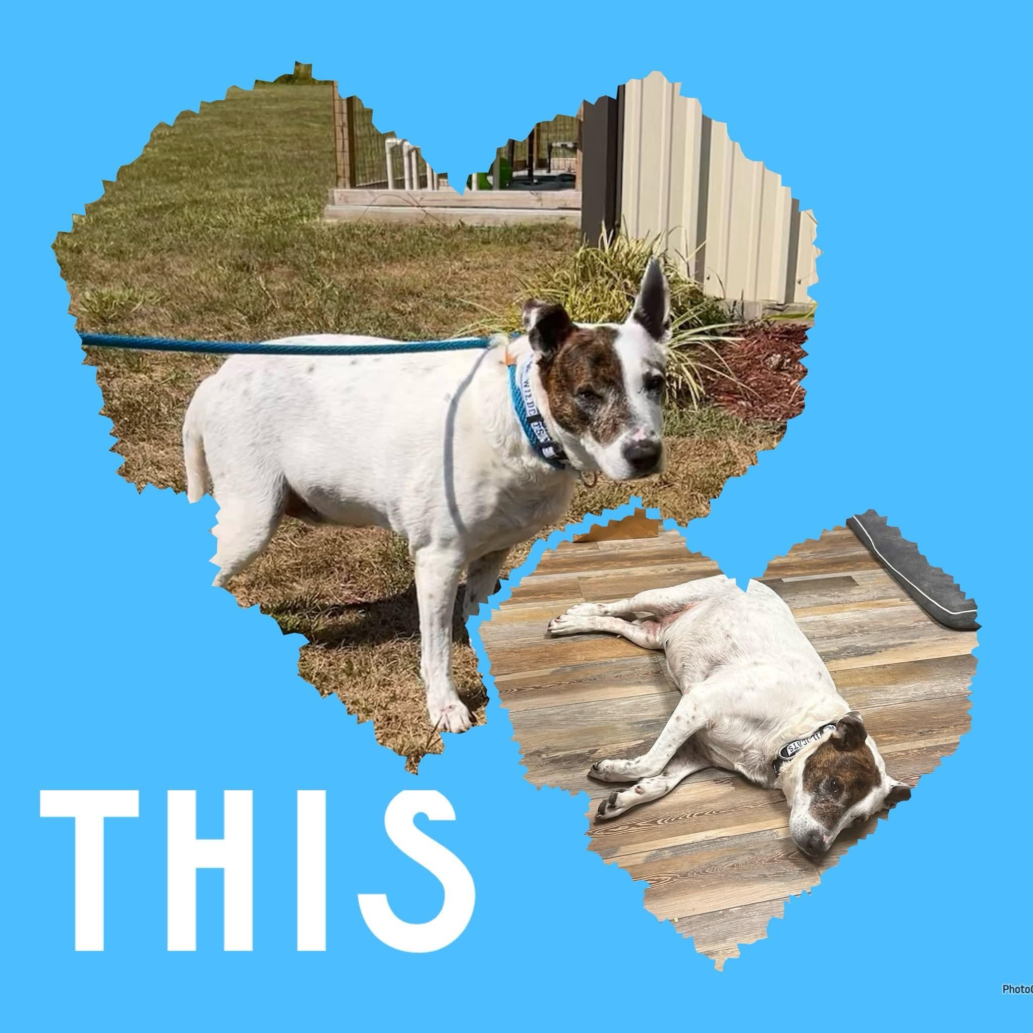 Enlarge Axel, a ADOPTABLE mixed breed in Ashland, KY image 2/2