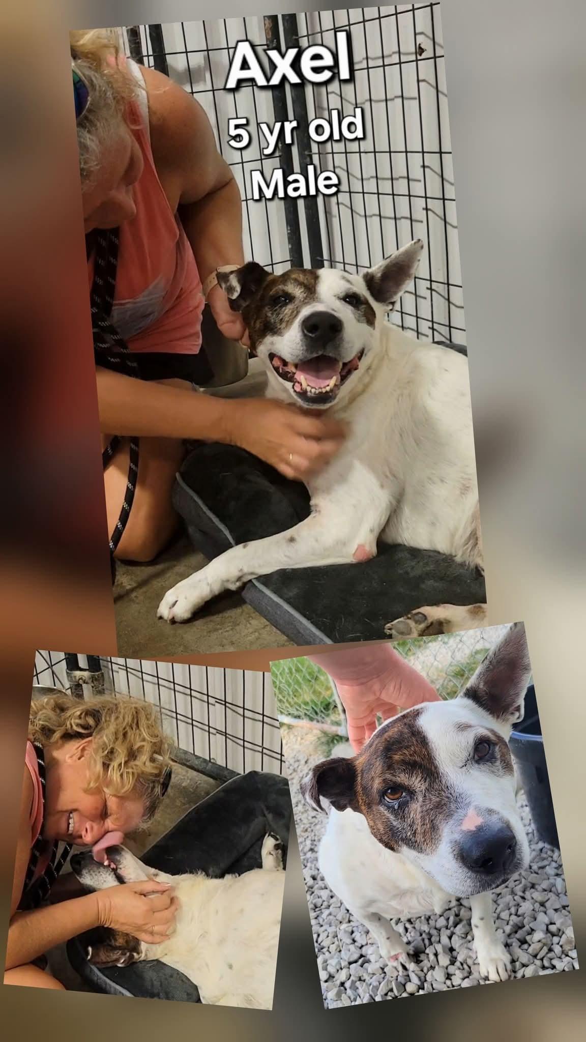 Enlarge Axel, a ADOPTABLE mixed breed in Ashland, KY image 1/2