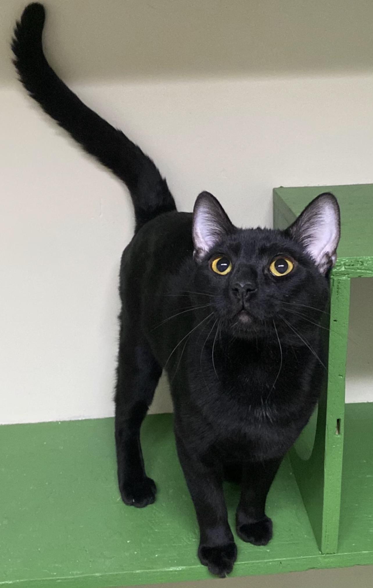 Khufu (very friendly), a ADOPTABLE Domestic Short Hair in Los Angeles, CA image 2/3