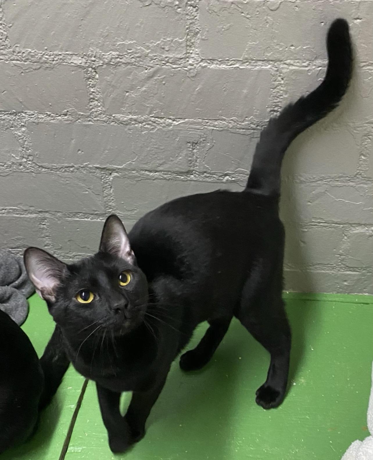 Khufu (very friendly), a ADOPTABLE Domestic Short Hair in Los Angeles, CA image 3/3