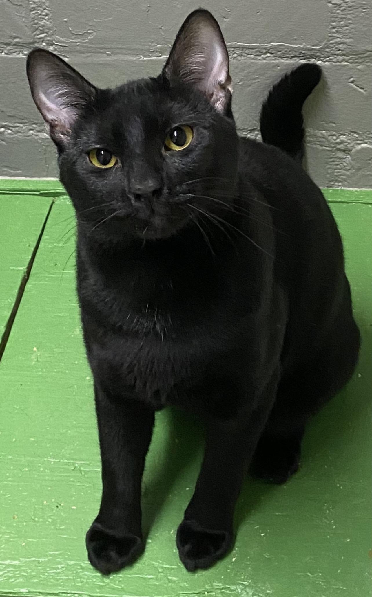 Khufu (very friendly), ADOPTABLE, Adult Male Domestic Short Hair.