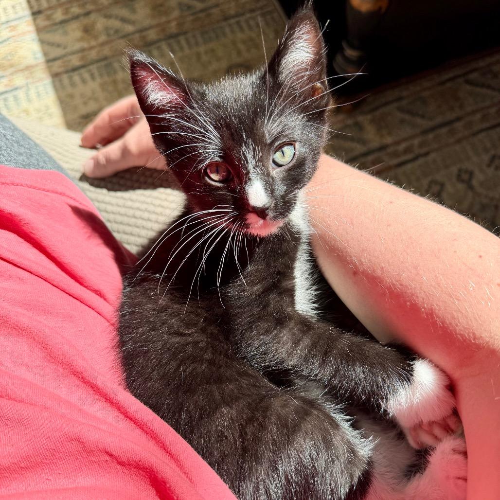Key Lime Pie, Adoptable, Kitten Female Domestic Short Hair.