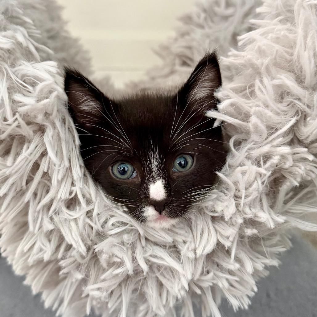 Key Lime Pie, a Adoptable Domestic Short Hair in Potomac, MD image 2/2