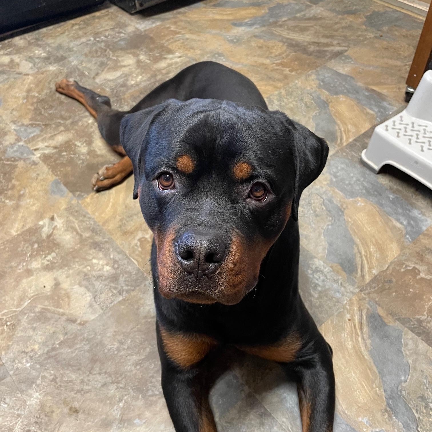 Enlarge Blue, an adopted Rottweiler in Richboro, PA image 1/2